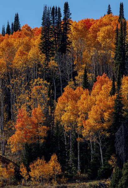 Golden glory. Photo by Tony Vitolo.