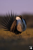Sage Grouse. Photo by Tony Vitolo.
