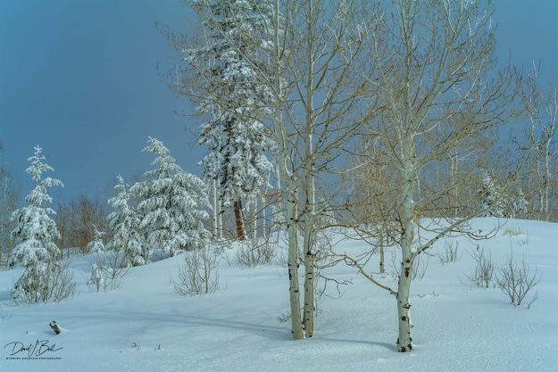 Beautiful Winter. Photo by Dave Bell.