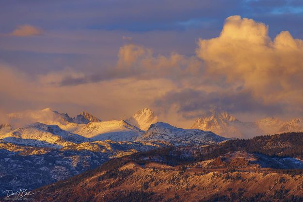 Golden. Photo by Dave Bell.