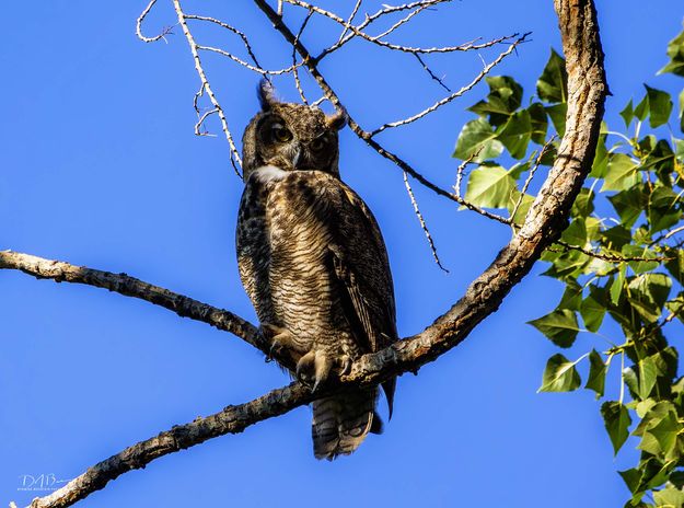 Hootie. Photo by Dave Bell.