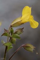 Yellow . Photo by Dave Bell.