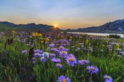 Aster Heaven At No Name Lakes. Photo by Dave Bell.
