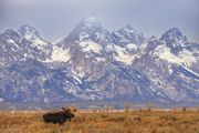 Nice Moose. Photo by Dave Bell.