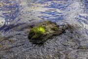 Mossy Island. Photo by Dave Bell.