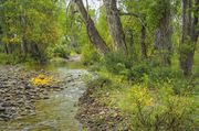 Beautiful Stream . Photo by Dave Bell.