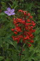 Vibrant Scarlett Gilia (corrected). Photo by Dave Bell.