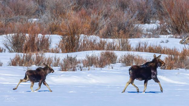 Momma And Junior Moving Across The Frozen Green River. Photo by Dave Bell.