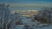 Frosty . Photo by Dave Bell.