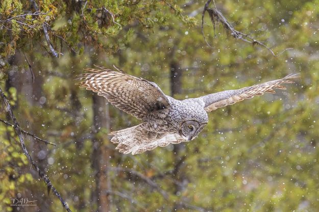 Closing In. Photo by Dave Bell.