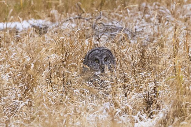 Grounded. Photo by Dave Bell.