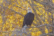 Seven Mile River Ranch-eagles, fall leaves and Moose-Sept 30