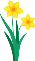 Daffodil fundraiser