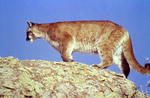 Cougar, or mountain lion. NPS photo.