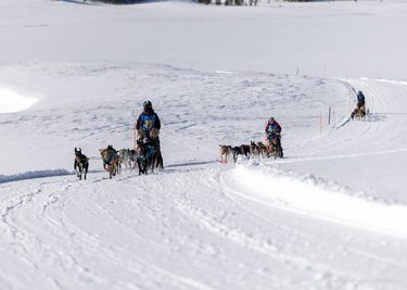 Pinedale Stage 1 Sled Dog Race. Photo courtesy Elisa Cuel