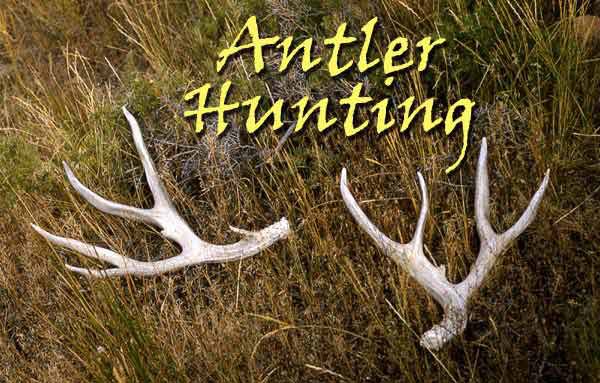 Antler hunting. Photo by Pinedale Online.