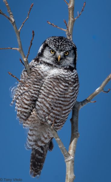 Northern Hawk Owl. Photo by Tony Vitolo.