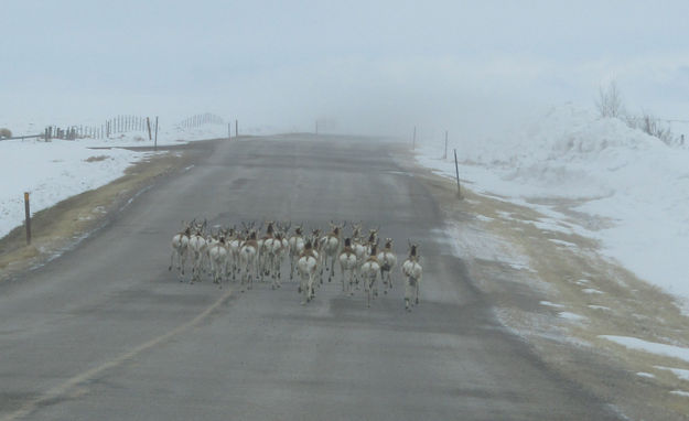 In the road. Photo by Dawn Ballou, Pinedale Online.