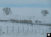 Herd in the road. Photo by Dawn Ballou, Pinedale Online.