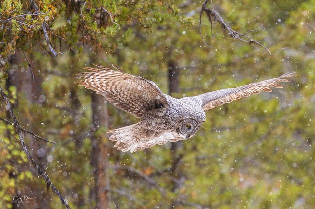 Owl hunting. Photo by Dave Bell.