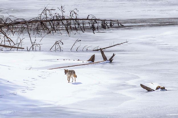 Coyote. Photo by Dave Bell.