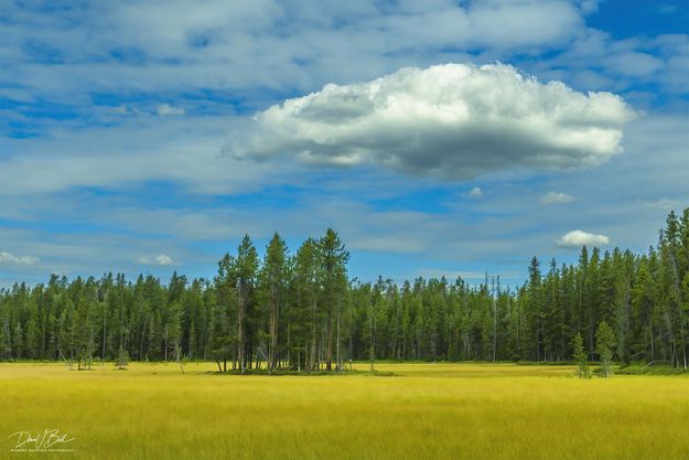 Tree Island. Photo by Dave Bell.