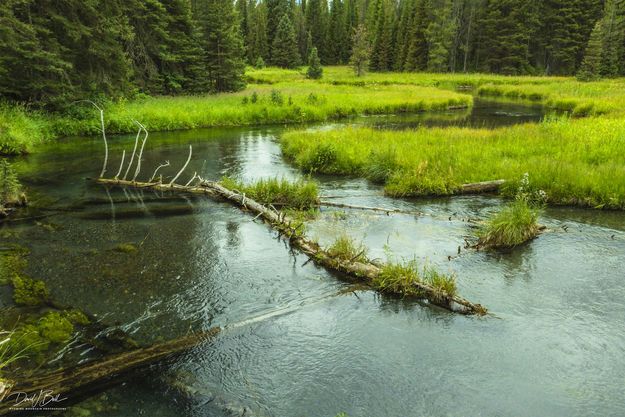 Boundary Creek. Photo by Dave Bell.