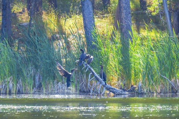 Room For One More.... Photo by Dave Bell.