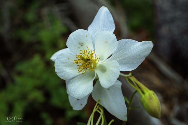 Beautiful Columbine. Photo by Dave Bell.