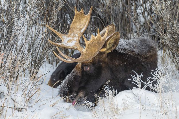 Moose. Photo by Dave Bell.