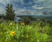 Balsam Root With A View. Photo by Dave Bell.