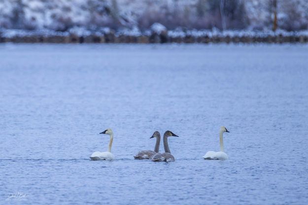 . Photo by Dave Bell.