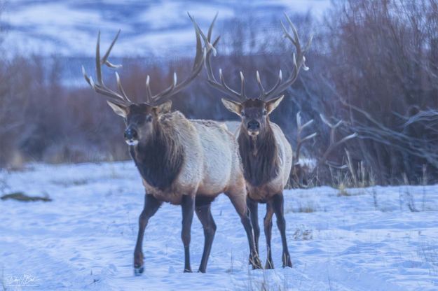 . Photo by Dave Bell.