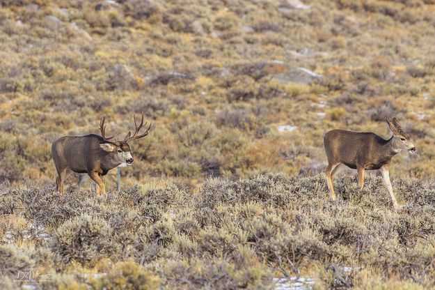 On The Hunt. Photo by Dave Bell.