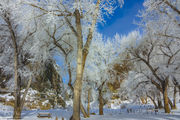 Winter Beauty At Boysen. Photo by Dave Bell.