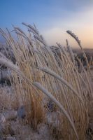 Hoar Frost Grasses. Photo by Dave Bell.