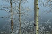 Frosty and Foggy Fremont Lake Aspen. Photo by Dave Bell.