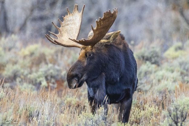 . Photo by Dave Bell.