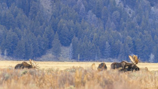 Hoback With The Boys. Photo by Dave Bell.