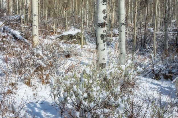Beautiful Winter Aspen. Photo by Dave Bell.