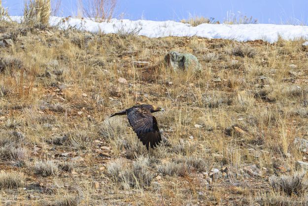Achieving Lift-off. Photo by Dave Bell.