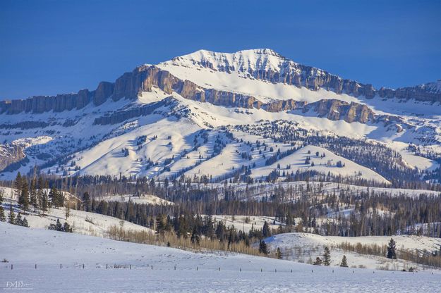 Doubletop Beauty. Photo by Dave Bell.