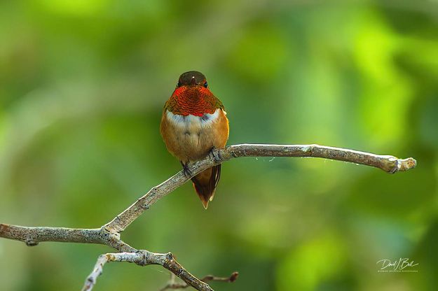 Eye On Me. Photo by Dave Bell.