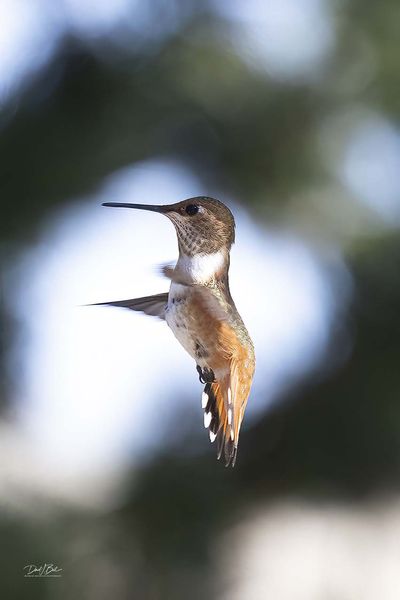 Saintly. Photo by Dave Bell.