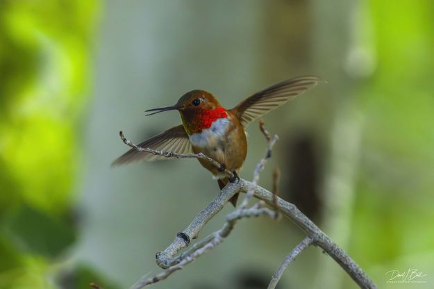 Lift Off. Photo by Dave Bell.