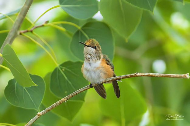 Different Look. Photo by Dave Bell.