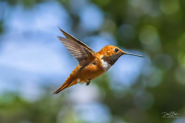 Dominant. Photo by Dave Bell.