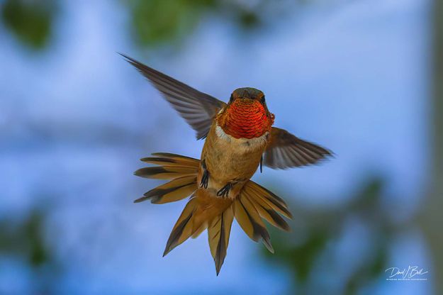 Crazy Man. Photo by Dave Bell.