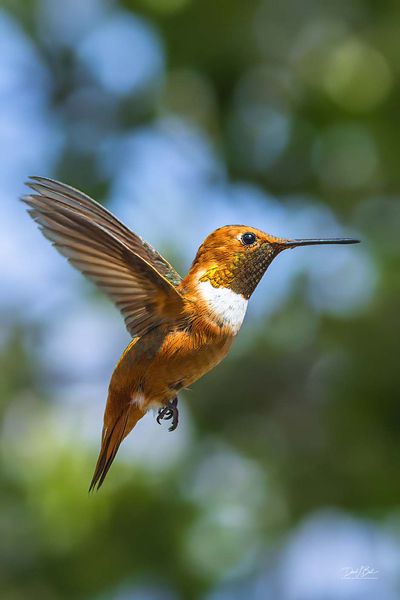 Dominant. Photo by Dave Bell.