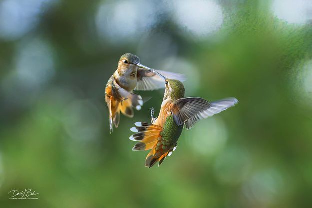 Locked On. Photo by Dave Bell.